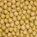 Seeds