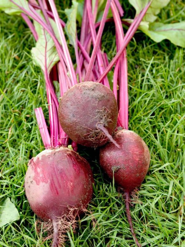 Beetroot.jpg