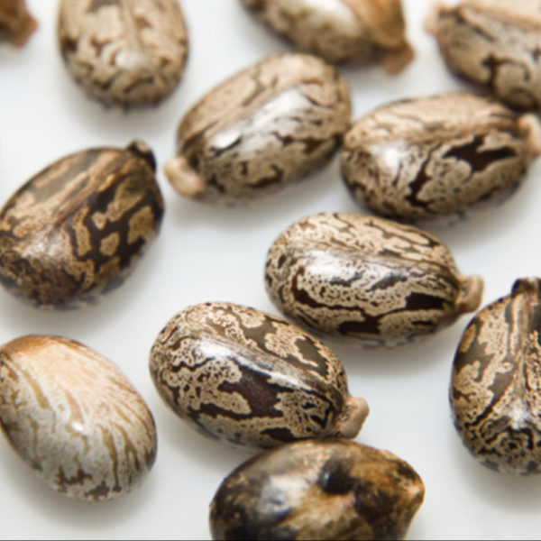 Quality-Premium-Castor-Seeds-Cheap-Price-now-1-600x600-1.jpg