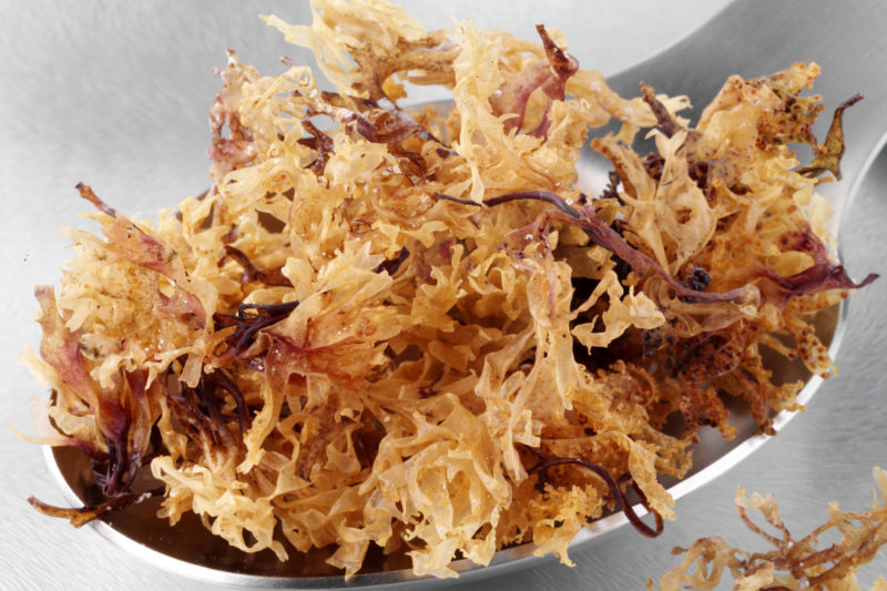 Sea-Moss.jpg