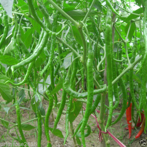farm-fresh-green-chilli-500x500-1.jpg