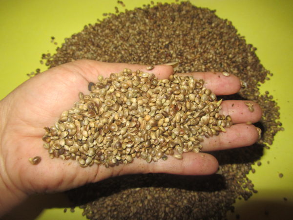 hemp-seed.jpg